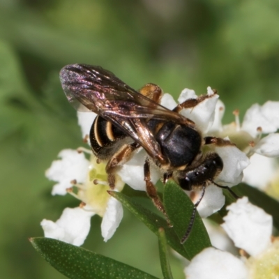 Lasioglossum (Chilalictus) bicingulatum (Halictid Bee) at McKellar, ACT - 21 Feb 2024 by kasiaaus