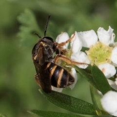 Lasioglossum (Chilalictus) bicingulatum at McKellar, ACT - 22 Feb 2024 10:27 AM