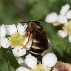 Lasioglossum (Chilalictus) bicingulatum at McKellar, ACT - 22 Feb 2024 10:27 AM