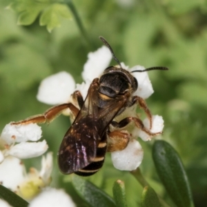 Lasioglossum (Chilalictus) bicingulatum at McKellar, ACT - 22 Feb 2024 10:27 AM