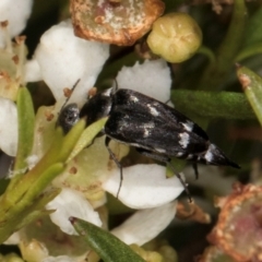 Mordella sp. (genus) (Pintail or tumbling flower beetle) at McKellar, ACT - 21 Feb 2024 by kasiaaus