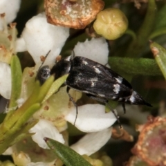 Mordella sp. (genus) (Pintail or tumbling flower beetle) at McKellar, ACT - 22 Feb 2024 by kasiaaus