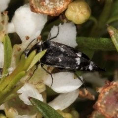 Mordella sp. (genus) at Croke Place Grassland (CPG) - 22 Feb 2024