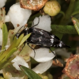 Mordella sp. (genus) at Croke Place Grassland (CPG) - 22 Feb 2024