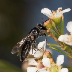 Euryglossa sp. (genus) (A native bee) at Croke Place Grassland (CPG) - 21 Feb 2024 by kasiaaus