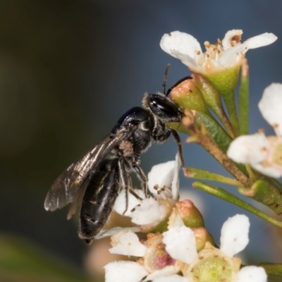 Euryglossa sp. (genus) (A native bee) at McKellar, ACT - 22 Feb 2024 by kasiaaus