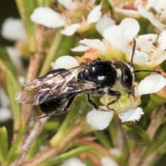 Euryglossa sp. (genus) at McKellar, ACT - 22 Feb 2024