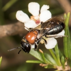 Euryglossa ephippiata (Saddleback Euryglossine Bee) at McKellar, ACT - 22 Feb 2024 by kasiaaus