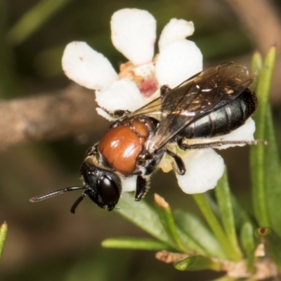 Euryglossa ephippiata (Saddleback Euryglossine Bee) at McKellar, ACT - 21 Feb 2024 by kasiaaus