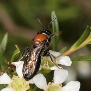 Euryglossa ephippiata at Croke Place Grassland (CPG) - 22 Feb 2024