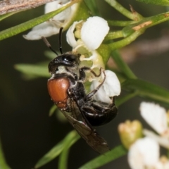 Euryglossa ephippiata at Croke Place Grassland (CPG) - 22 Feb 2024