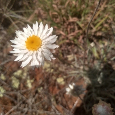 Leucochrysum albicans subsp. tricolor (Hoary Sunray) at Cooma, NSW - 23 Feb 2024 by mahargiani