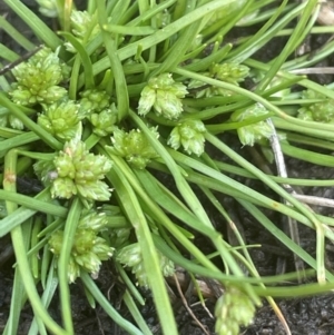 Isolepis gaudichaudiana at Mt Holland - 19 Feb 2024