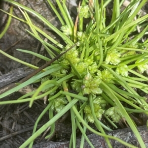 Isolepis gaudichaudiana at Mt Holland - 19 Feb 2024