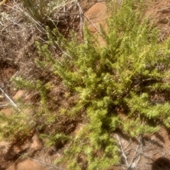 Asperula conferta (Common Woodruff) at Kuma Nature Reserve - 23 Feb 2024 by mahargiani