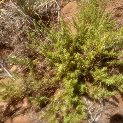 Asperula conferta (Common Woodruff) at Cooma, NSW - 23 Feb 2024 by mahargiani
