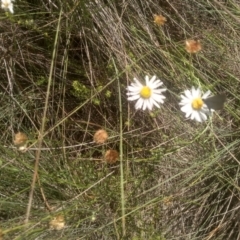 Brachyscome sp. (Cut-leaf Daisy) at Middle Flat, NSW - 23 Feb 2024 by mahargiani