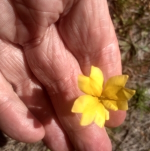 Goodenia sp. at Middle Flat, NSW - 23 Feb 2024 01:35 PM