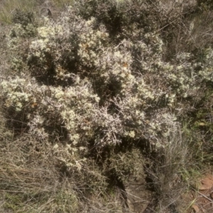 Melicytus angustifolius subsp. divaricatus at Middle Flat, NSW - 23 Feb 2024