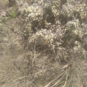 Melicytus angustifolius subsp. divaricatus at Middle Flat, NSW - 23 Feb 2024