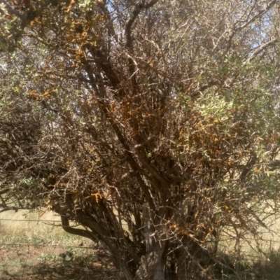 Lycium ferocissimum (African Boxthorn) at Middle Flat, NSW - 23 Feb 2024 by mahargiani