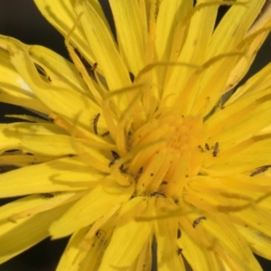 Thysanoptera (order) at Croke Place Grassland (CPG) - 22 Feb 2024