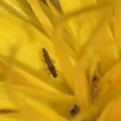 Thysanoptera (order) at Croke Place Grassland (CPG) - 22 Feb 2024