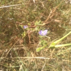 Erodium crinitum at Kuma Nature Reserve - 23 Feb 2024