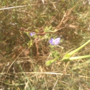 Erodium crinitum at Kuma Nature Reserve - 23 Feb 2024 01:49 PM