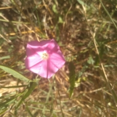 Convolvulus angustissimus subsp. angustissimus (Australian Bindweed) at Cooma, NSW - 23 Feb 2024 by mahargiani