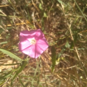 Convolvulus angustissimus subsp. angustissimus at Kuma Nature Reserve - 23 Feb 2024 01:52 PM