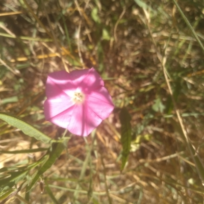 Convolvulus angustissimus subsp. angustissimus (Australian Bindweed) at Kuma Nature Reserve - 23 Feb 2024 by mahargiani