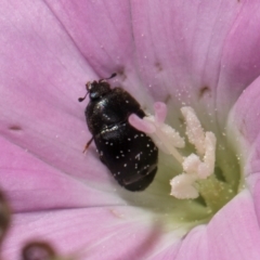 Aethina sp. (genus) (Sap beetle) at McKellar, ACT - 21 Feb 2024 by kasiaaus