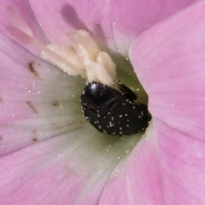 Aethina sp. (genus) at Croke Place Grassland (CPG) - 22 Feb 2024