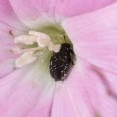 Aethina sp. (genus) at Croke Place Grassland (CPG) - 22 Feb 2024