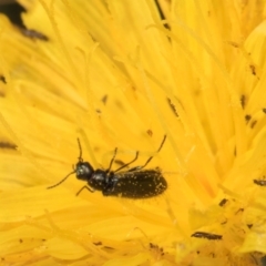 Dasytinae (subfamily) (Soft-winged flower beetle) at Croke Place Grassland (CPG) - 21 Feb 2024 by kasiaaus