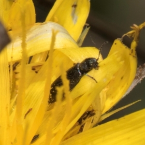 Dasytinae (subfamily) at Croke Place Grassland (CPG) - 22 Feb 2024