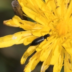 Dasytinae (subfamily) at Croke Place Grassland (CPG) - 22 Feb 2024