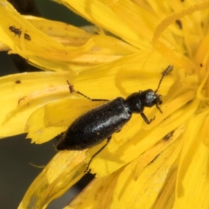 Dasytinae (subfamily) at Croke Place Grassland (CPG) - 22 Feb 2024