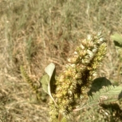 Amaranthus retroflexus (Redroot Amaranth) at Cooma, NSW - 23 Feb 2024 by mahargiani