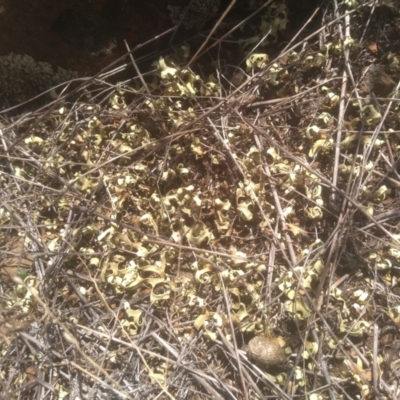 Xanthoparmelia semiviridis at Kuma Nature Reserve - 23 Feb 2024 by mahargiani