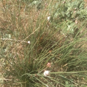 Asphodelus fistulosus at Cooma Grasslands Reserves - 23 Feb 2024 02:41 PM