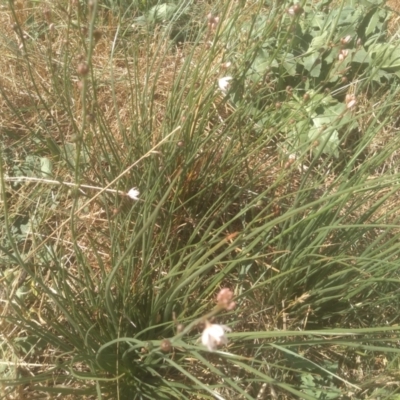 Asphodelus fistulosus (Onion Weed) at Cooma, NSW - 23 Feb 2024 by mahargiani