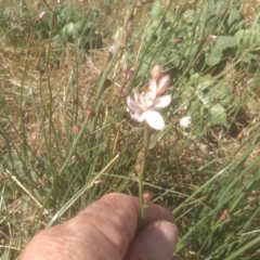 Asphodelus fistulosus at Cooma Grasslands Reserves - 23 Feb 2024