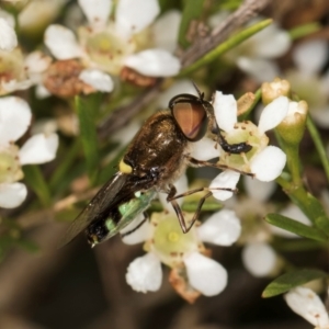 Odontomyia hunteri at McKellar, ACT - 22 Feb 2024 10:58 AM