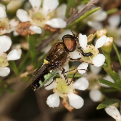 Odontomyia hunteri (Soldier fly) at McKellar, ACT - 21 Feb 2024 by kasiaaus