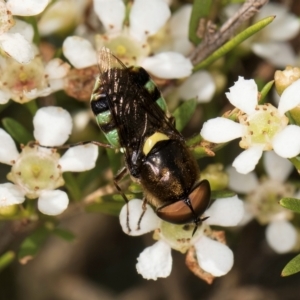 Odontomyia hunteri at McKellar, ACT - 22 Feb 2024 10:58 AM