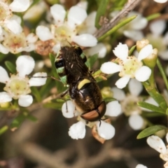 Odontomyia hunteri at McKellar, ACT - 22 Feb 2024 10:58 AM