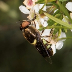 Odontomyia hunteri at McKellar, ACT - 22 Feb 2024 10:58 AM