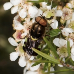 Odontomyia hunteri at McKellar, ACT - 22 Feb 2024 10:58 AM